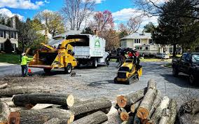 Best Arborist Consultation Services  in North Corbin, KY
