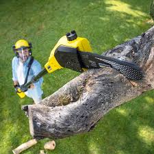 Best Storm Damage Tree Cleanup  in North Corbin, KY