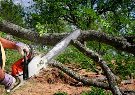 Best Arborist Consultation Services  in North Corbin, KY