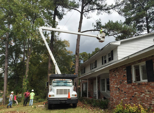 Best Emergency Tree Removal  in North Corbin, KY