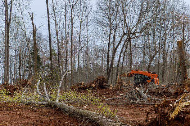 How Our Tree Care Process Works  in  North Corbin, KY
