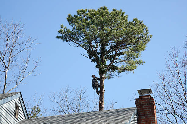 Professional Tree Care in North Corbin, KY